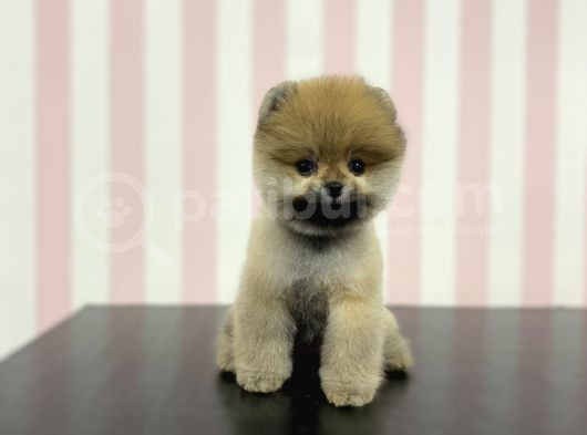 Üst Düzey Safkan Dişi Pomeranian Boo Yavru görsel