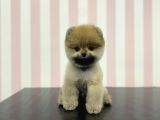 Üst Düzey Safkan Dişi Pomeranian Boo Yavru