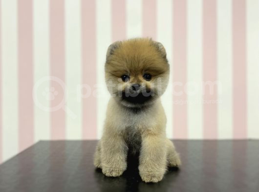 Üst Düzey Safkan Dişi Pomeranian Boo Yavru görsel