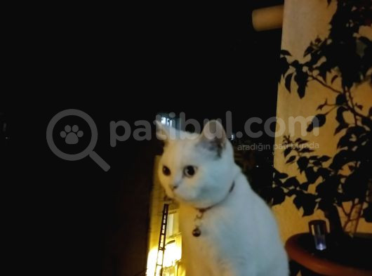 Güzel Kizim Yeni̇ Evi̇ni̇ Ariyorum görsel