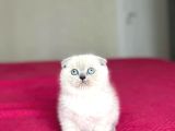 SCOTTISH FOLD BLUE POİNT YAVRULARIM