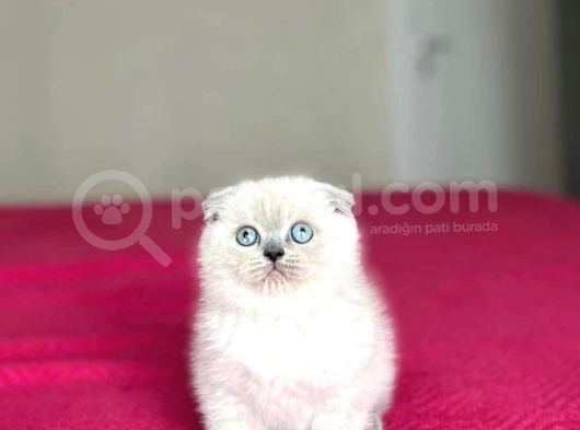 Scottish Fold Blue Poi̇nt Yavrularim