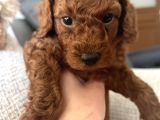 Redbrown Toypoodle yavrularımız yuvasını arıyor