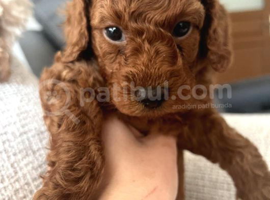 Redbrown Toypoodle Yavrularımız Yuvasını Arıyor