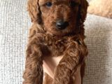 Redbrown Toypoodle Yavrularımız Yuvasını Arıyor