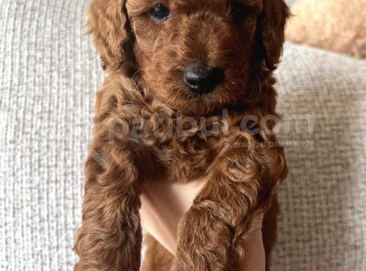 Redbrown Toypoodle Yavrularımız Yuvasını Arıyor görsel