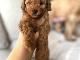 Redbrown Toypoodle Yavrularımız Yuvasını Arıyor