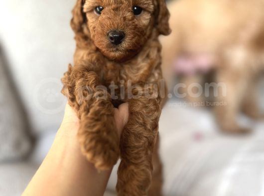 Redbrown Toypoodle Yavrularımız Yuvasını Arıyor görsel