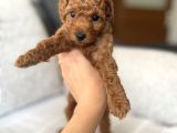 Redbrown Toypoodle Yavrularımız Yuvasını Arıyor