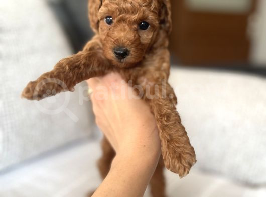 Redbrown Toypoodle Yavrularımız Yuvasını Arıyor görsel