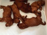 Redbrown Toypoodle Yavrularımız Yuvasını Arıyor