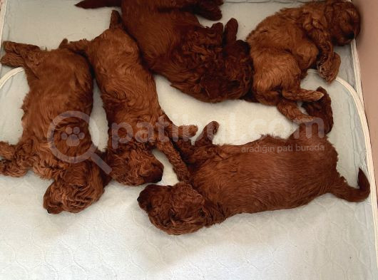 Redbrown Toypoodle Yavrularımız Yuvasını Arıyor görsel