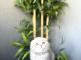 Ayi Surat Scottish Fold Yavrularim Tesli̇me Hazir