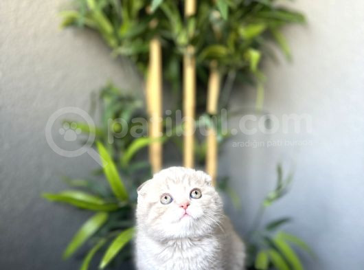 Ayi Surat Scottish Fold Yavrularim Tesli̇me Hazir görsel