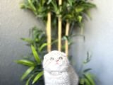 Ayi Surat Scottish Fold Yavrularim Tesli̇me Hazir