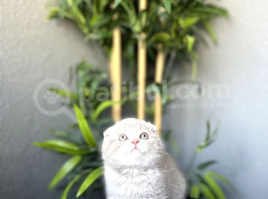 Ayi Surat Scottish Fold Yavrularim Tesli̇me Hazir görsel
