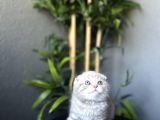 Ayi Surat Scottish Fold Yavrularim Tesli̇me Hazir
