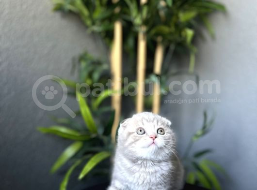 Ayi Surat Scottish Fold Yavrularim Tesli̇me Hazir görsel