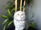 AYI SURAT SCOTTISH FOLD YAVRULARIM TESLİME HAZIR