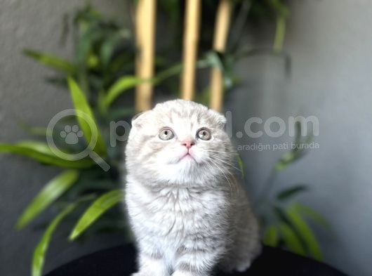 Ayi Surat Scottish Fold Yavrularim Tesli̇me Hazir