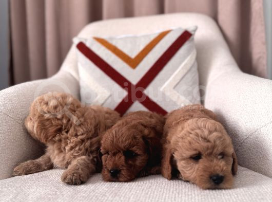 Maltipoo Bebeklerim görsel