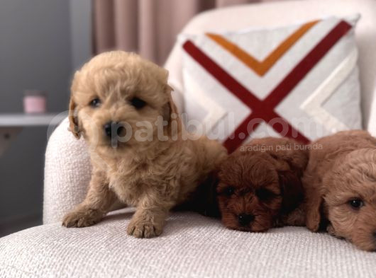 Maltipoo Bebeklerim görsel