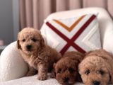 Maltipoo Bebeklerim