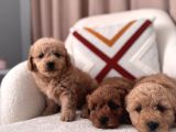 Maltipoo bebeklerim