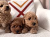 Maltipoo Bebeklerim