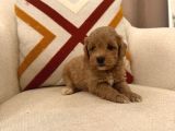 Maltipoo bebeklerim