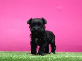MİNYATÜR SCHNAUZER YAVRU