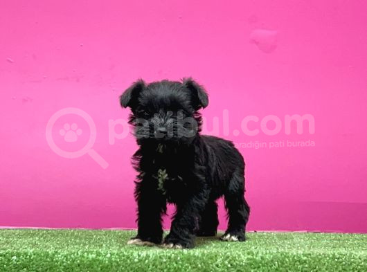 Mi̇nyatür Schnauzer Yavru