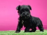Mi̇nyatür Schnauzer Yavru