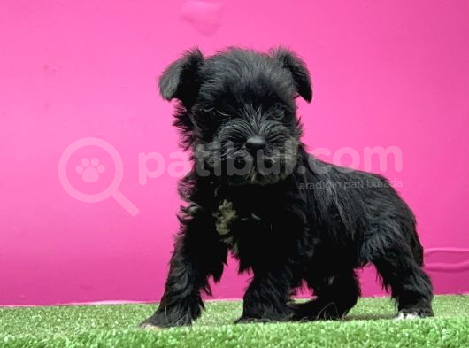 Mi̇nyatür Schnauzer Yavru görsel