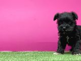 Mi̇nyatür Schnauzer Yavru