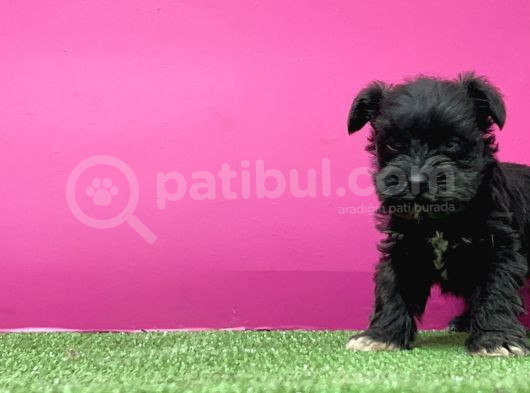 Mi̇nyatür Schnauzer Yavru görsel