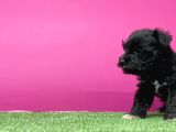 Mi̇nyatür Schnauzer Yavru