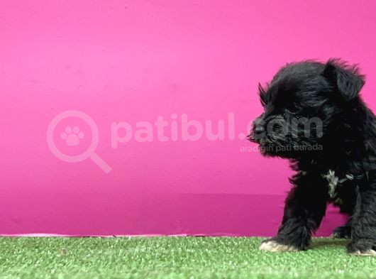 Mi̇nyatür Schnauzer Yavru görsel