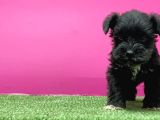 Mi̇nyatür Schnauzer Yavru