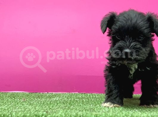 Mi̇nyatür Schnauzer Yavru görsel