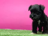 Mi̇nyatür Schnauzer Yavru