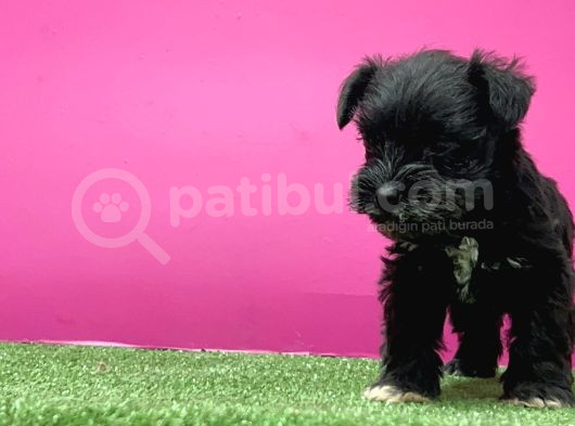 Mi̇nyatür Schnauzer Yavru görsel