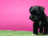 Mi̇nyatür Schnauzer Yavru