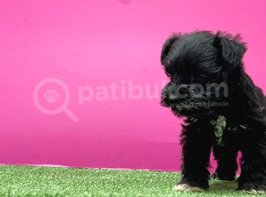 Mi̇nyatür Schnauzer Yavru görsel