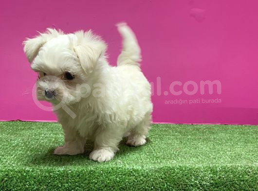 Maltese Terri̇er Yavru