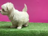 Maltese Terri̇er Yavru