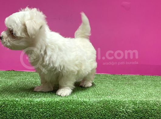 Maltese Terri̇er Yavru görsel