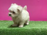 Maltese Terri̇er Yavru