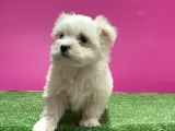 Maltese Terri̇er Yavru