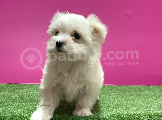 Maltese Terri̇er Yavru görsel